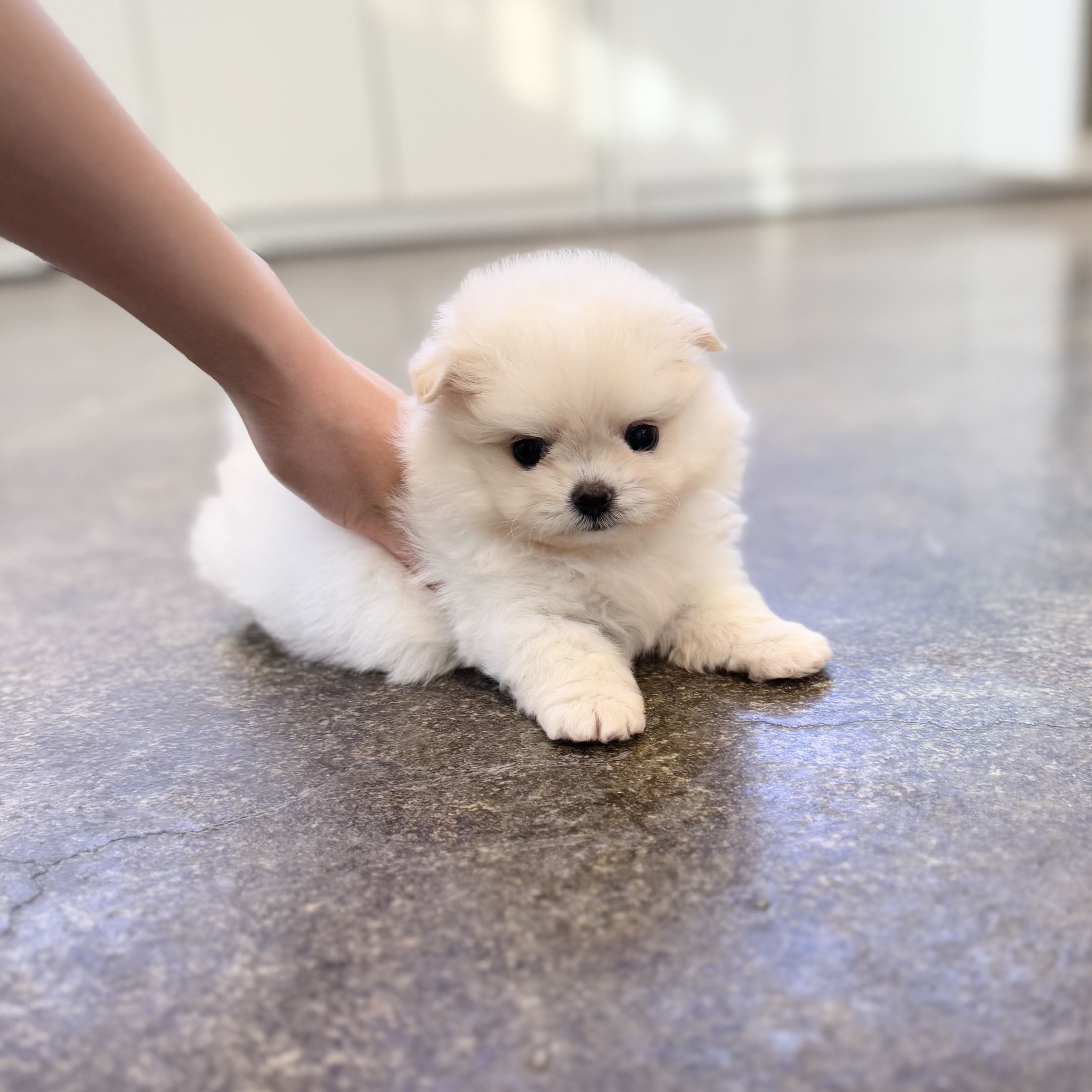 말티폼 입양합니다