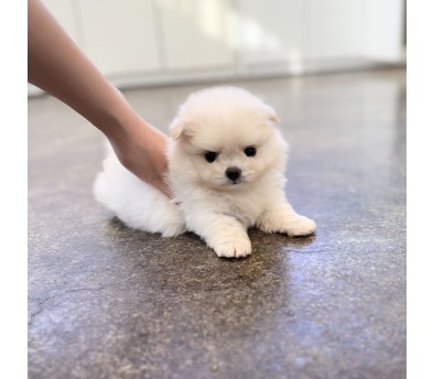 말티폼 입양합니다