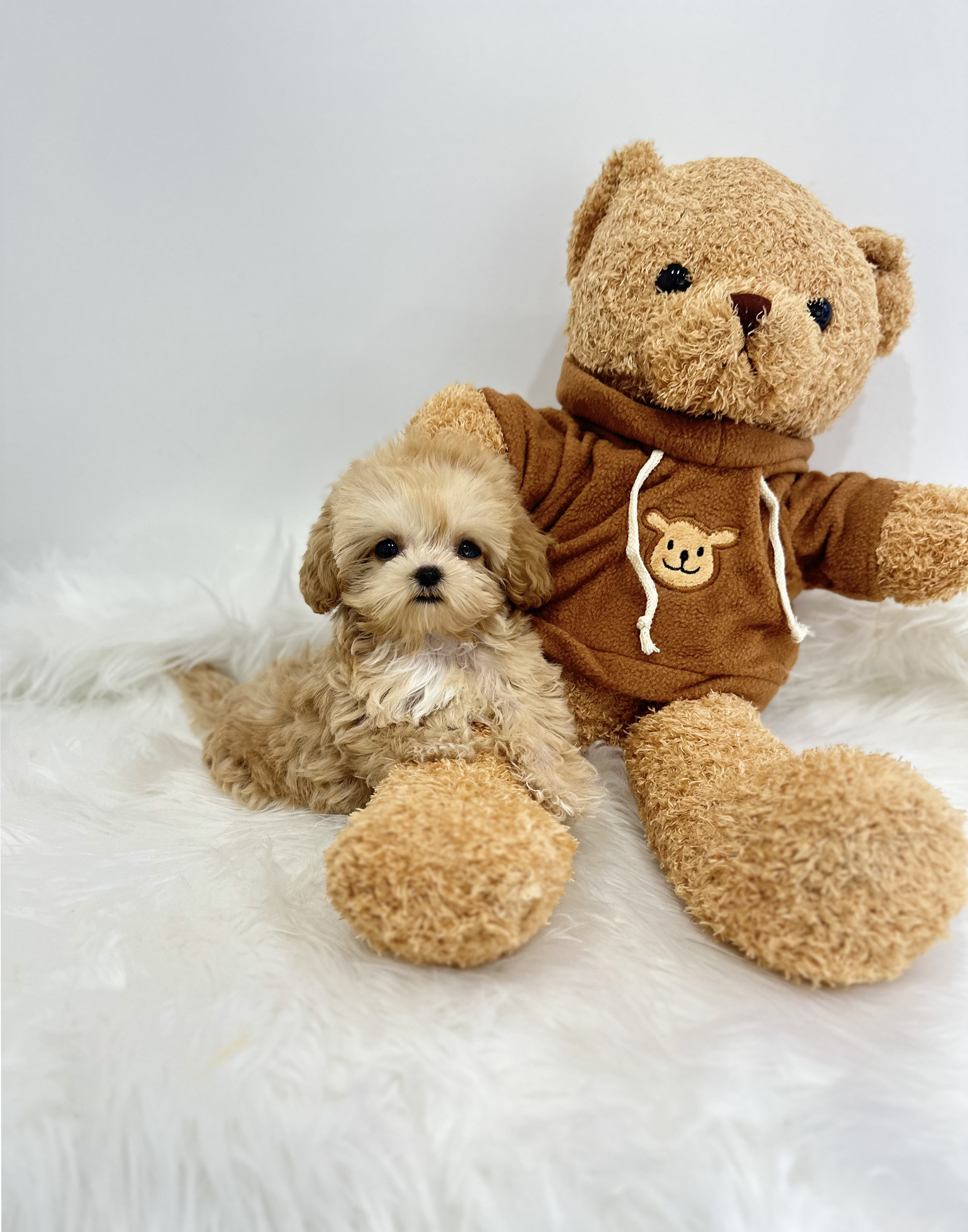 말티푸 입양합니다