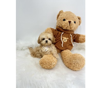 말티푸 입양합니다