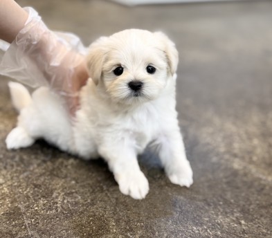 말티푸 입양합니다