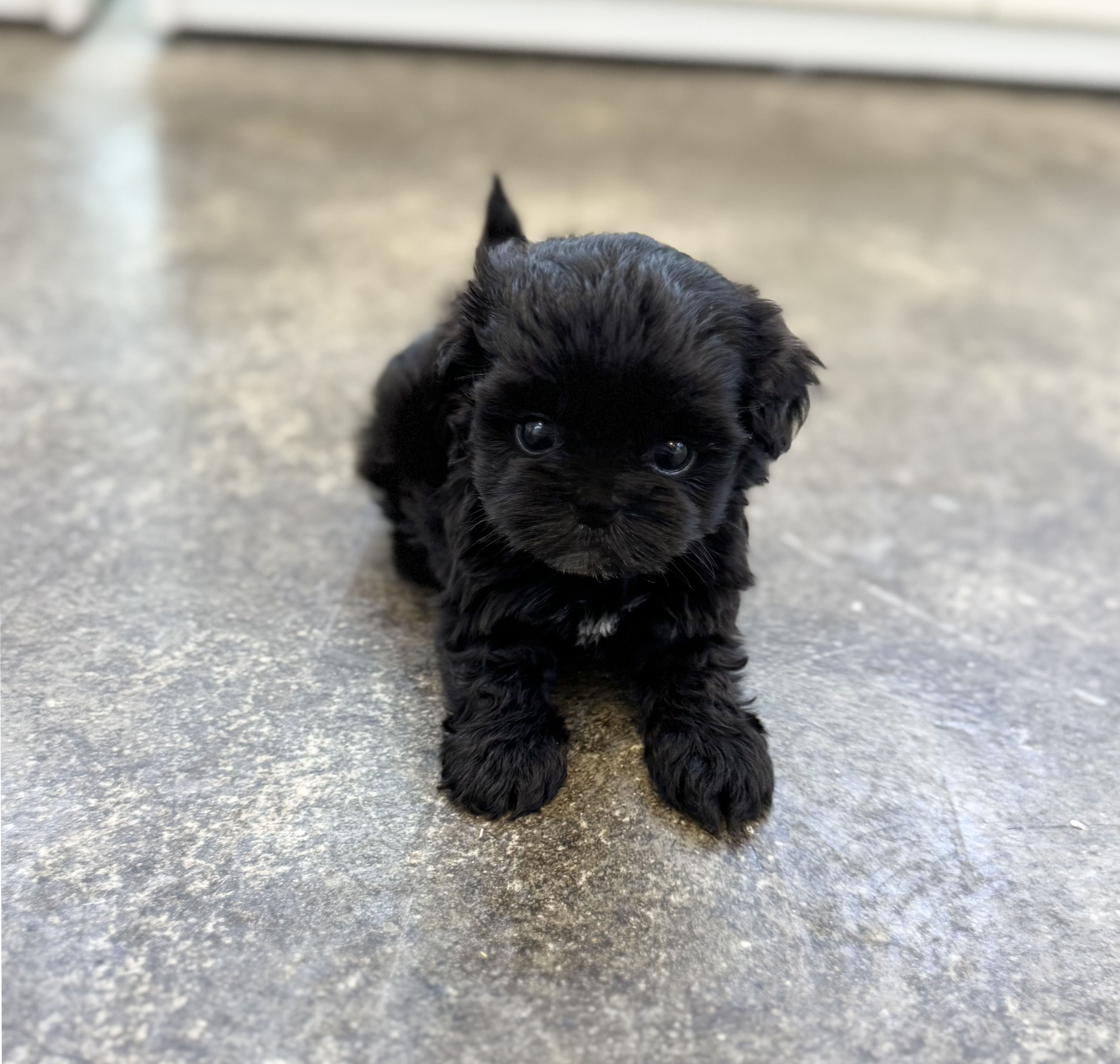 말티푸 입양합니다