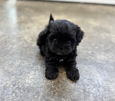 말티푸 입양합니다