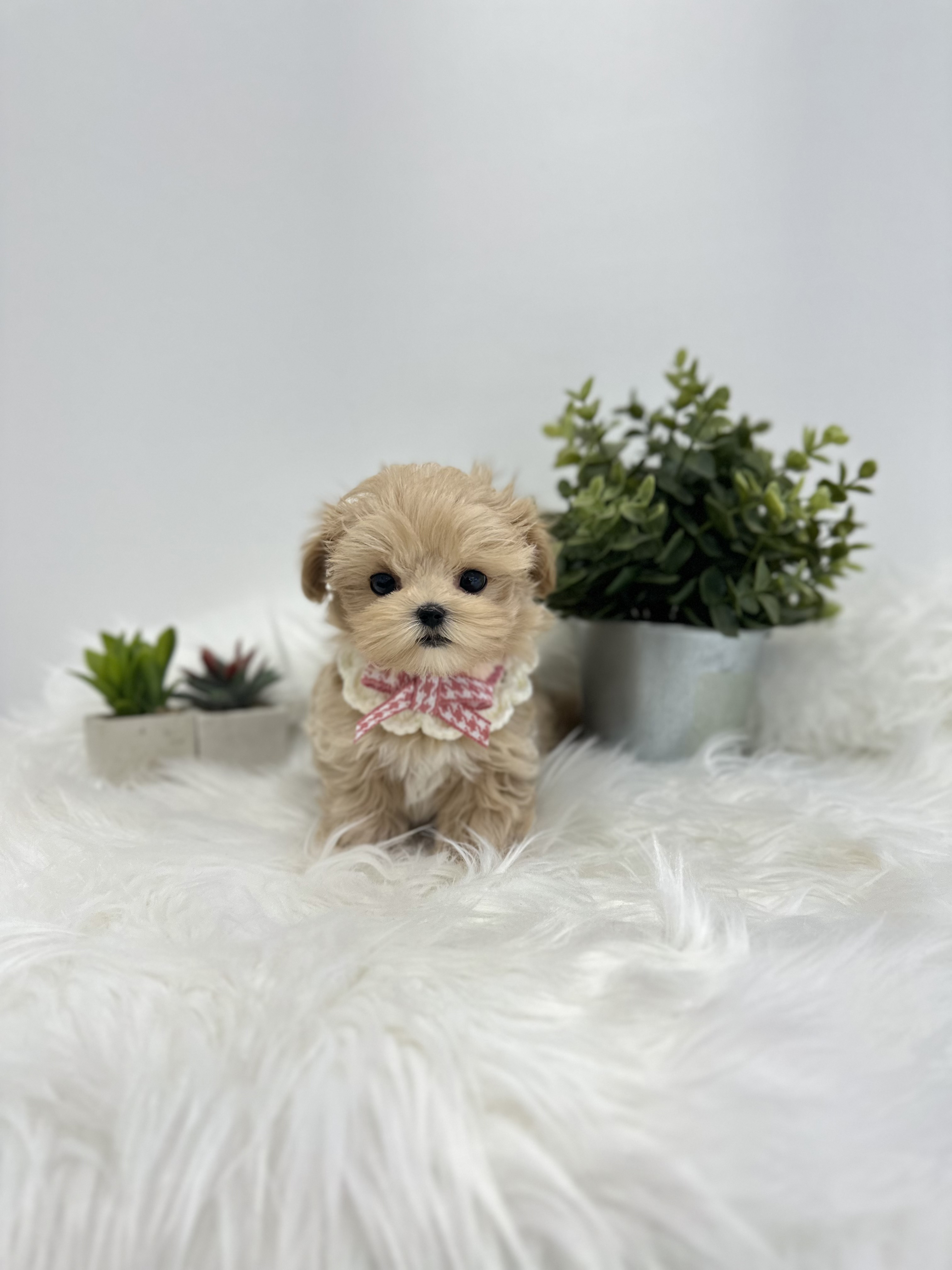 말티푸 입양합니다