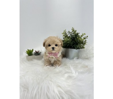 말티푸 입양합니다