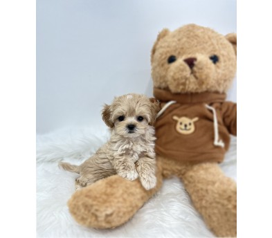 말티푸 입양합니다