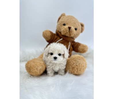 말티푸 입양합니다