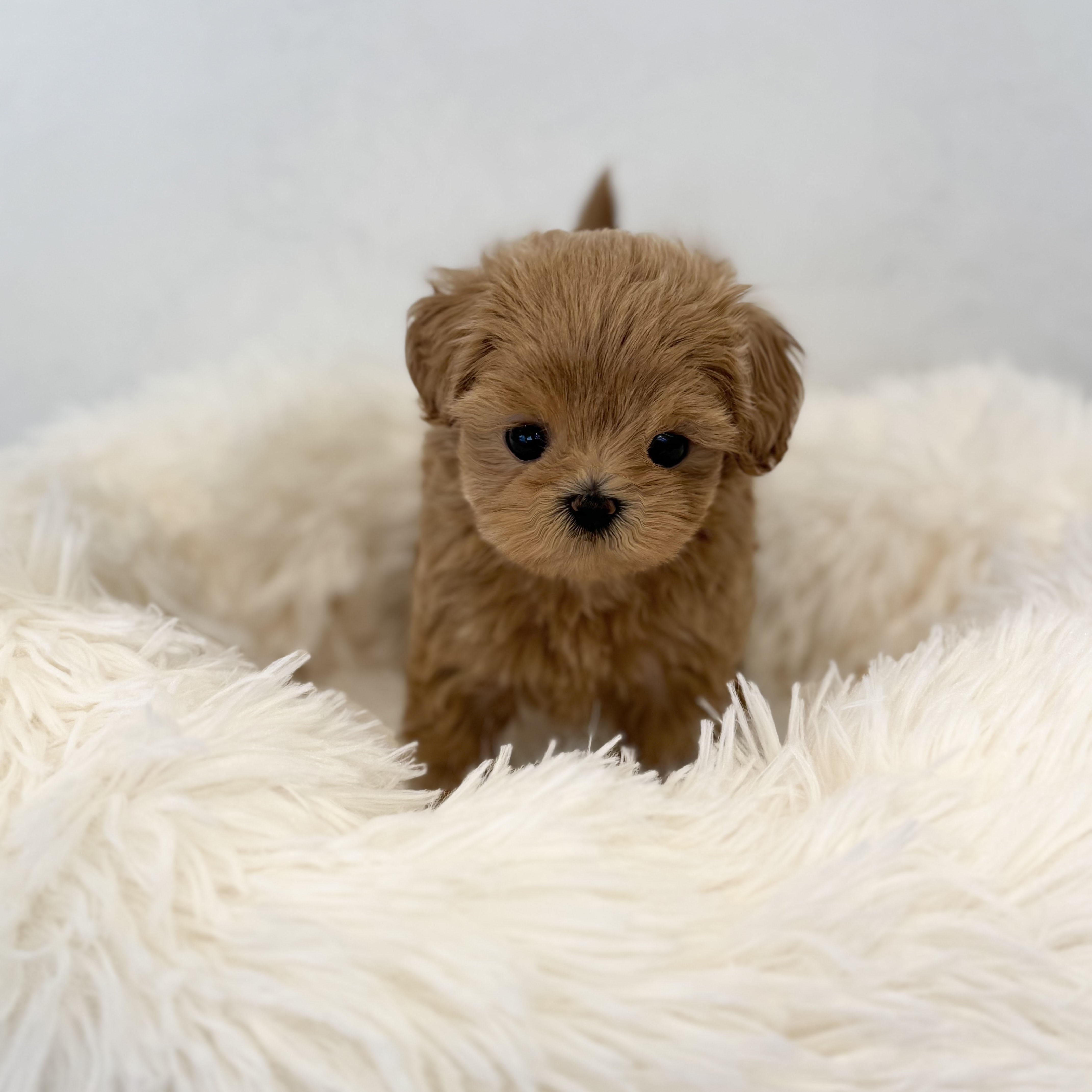 말티푸 입양합니다