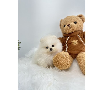 포메라니안 입양합니다