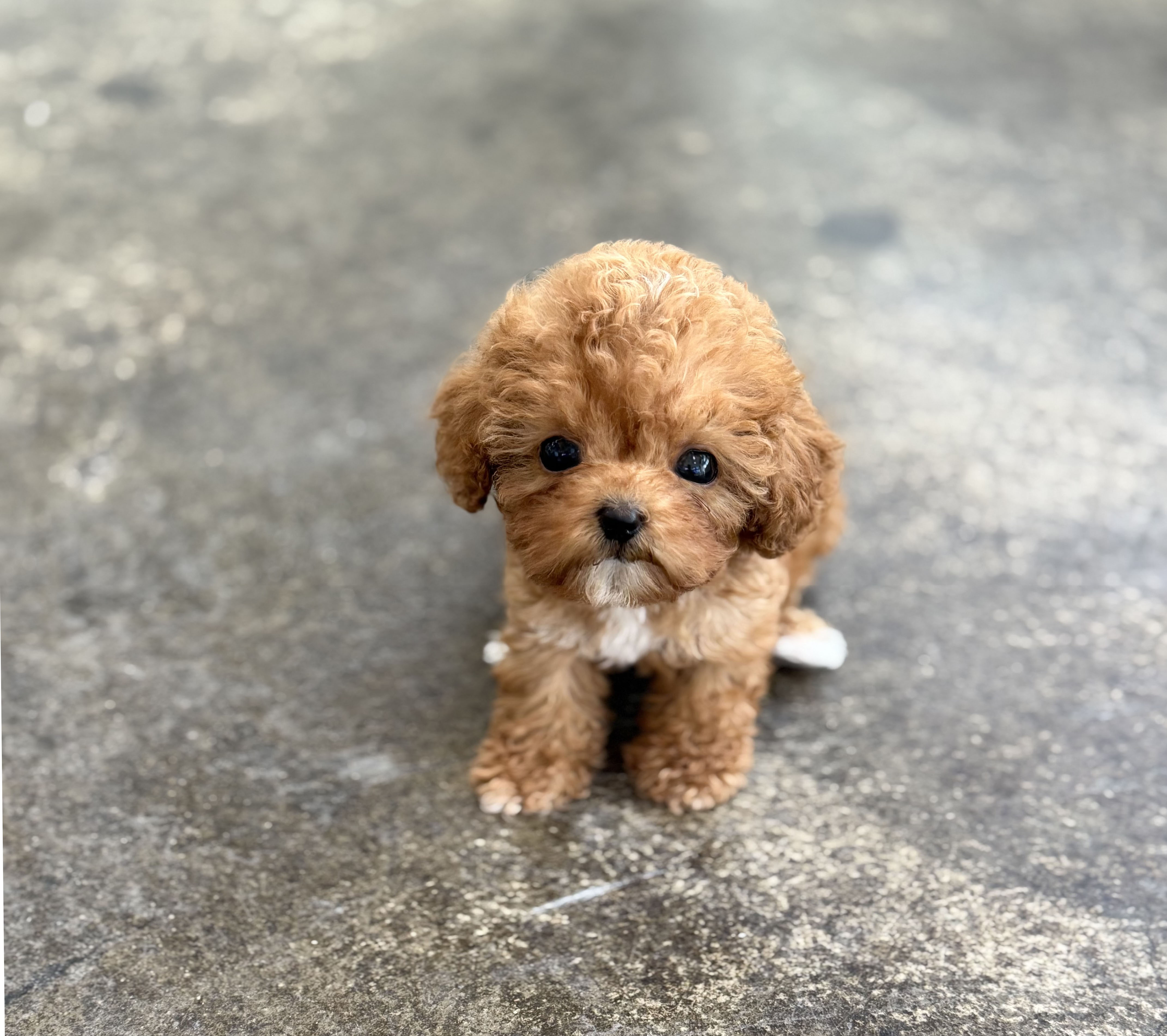 토이푸들 입양합니다