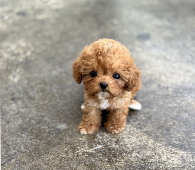 토이푸들 입양합니다