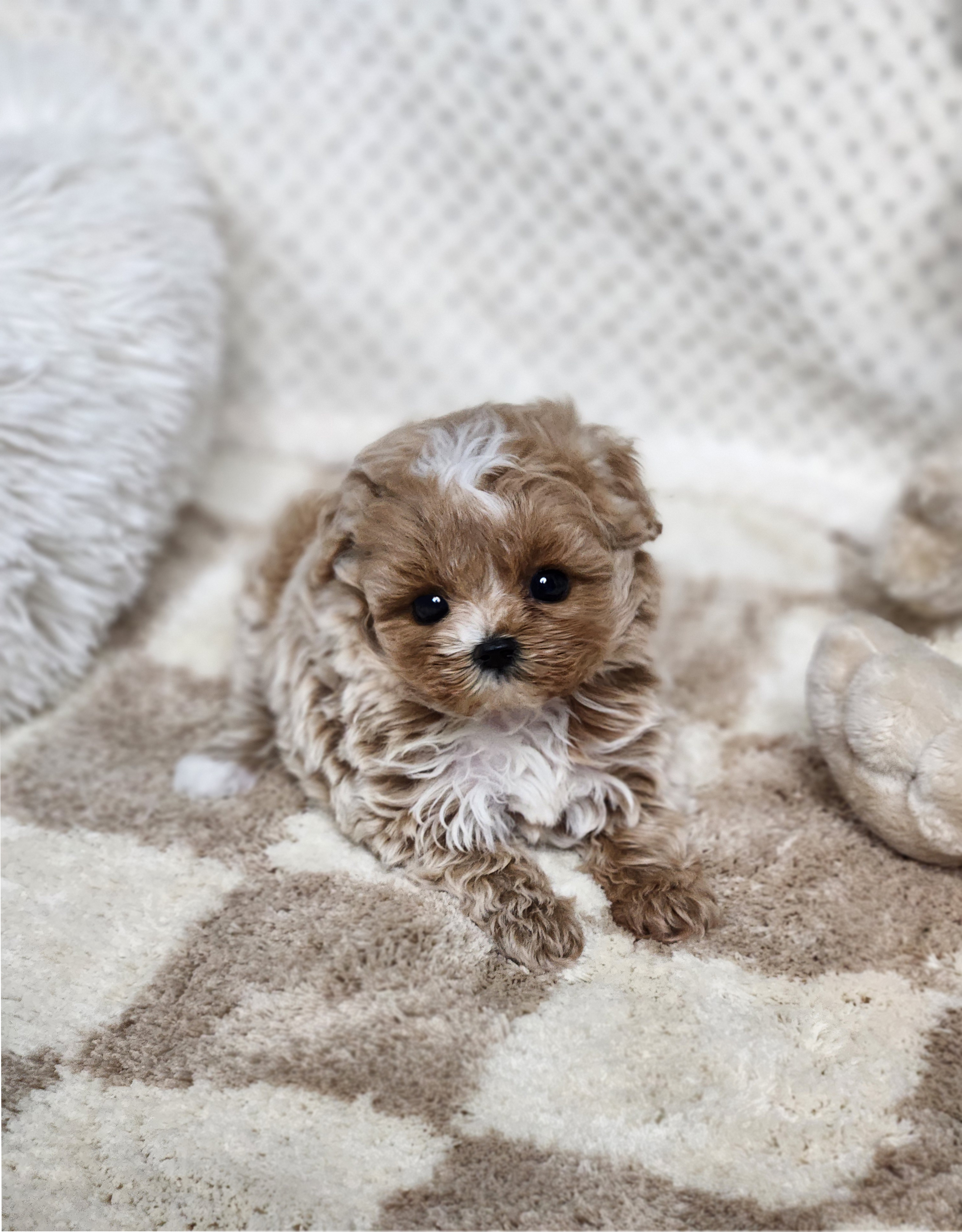 말티푸 입양합니다