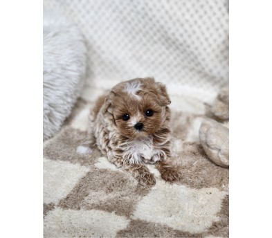 말티푸 입양합니다