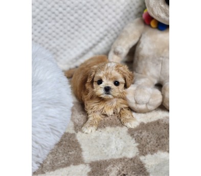 말티푸 입양합니다