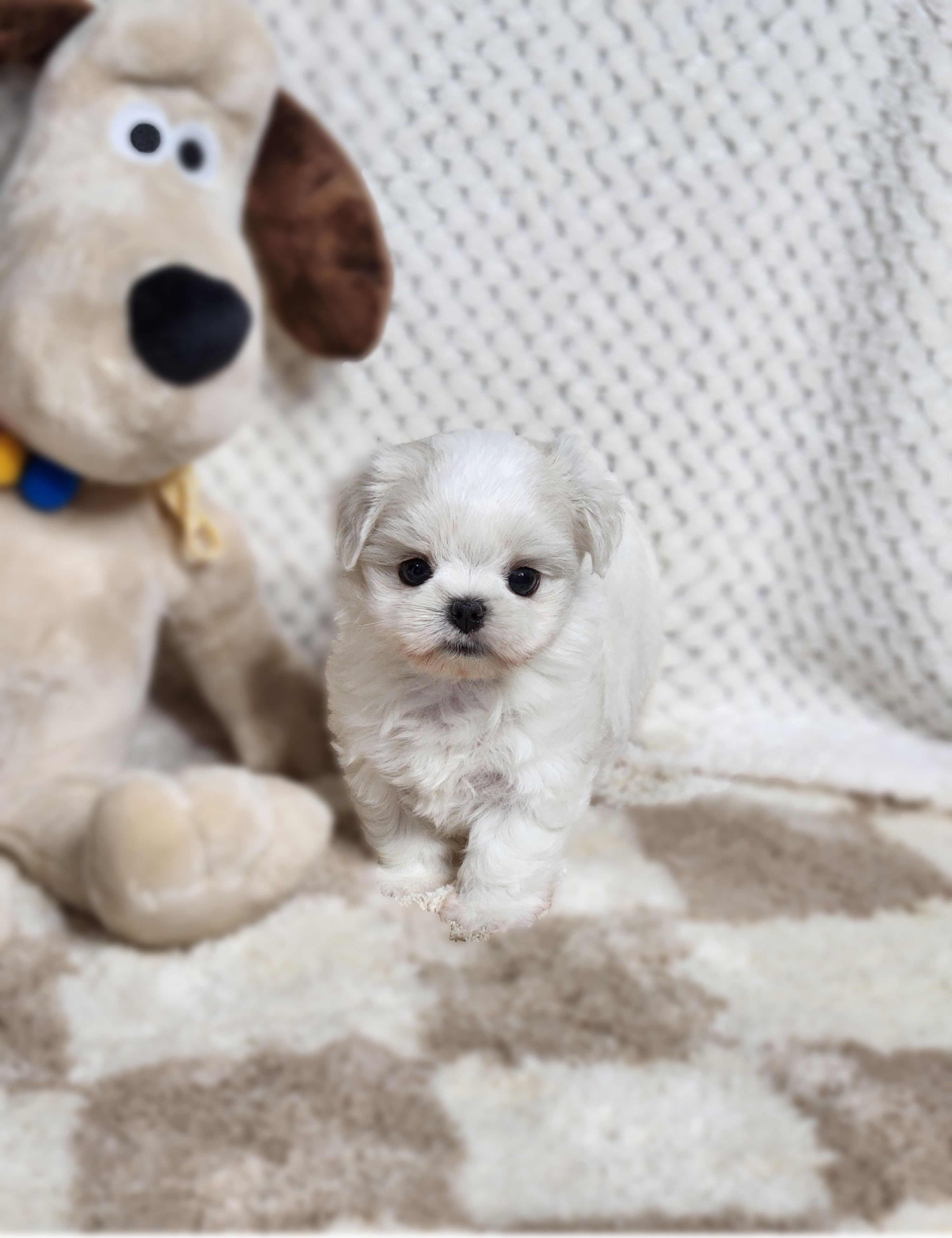 말티즈 입양합니다