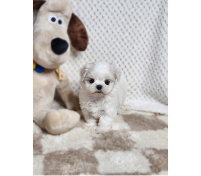 말티즈 입양합니다