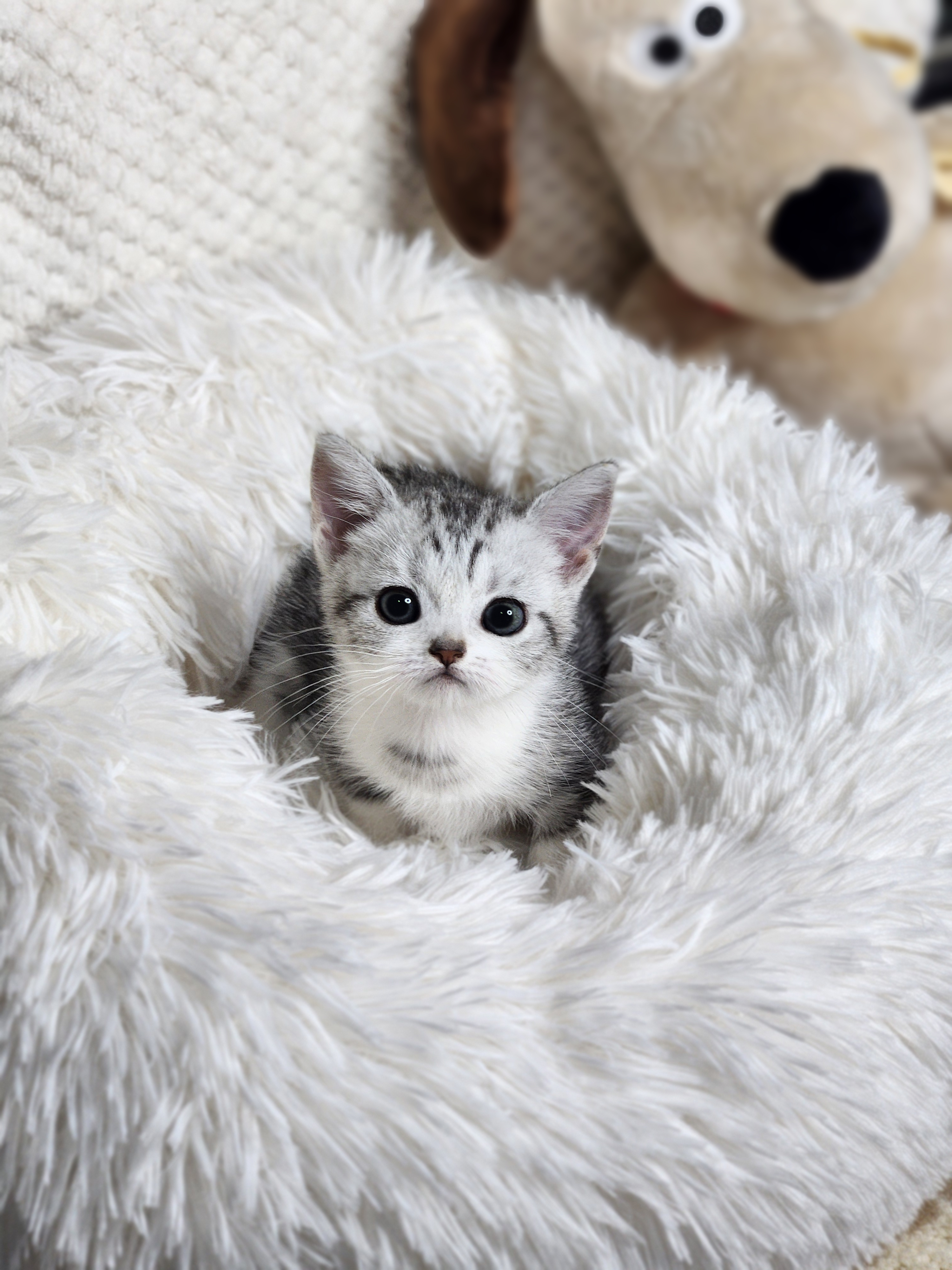 먼치킨 입양합니다