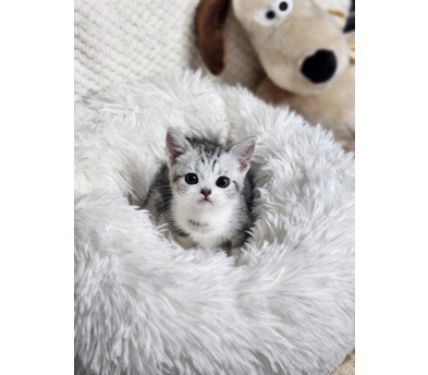 먼치킨 입양합니다