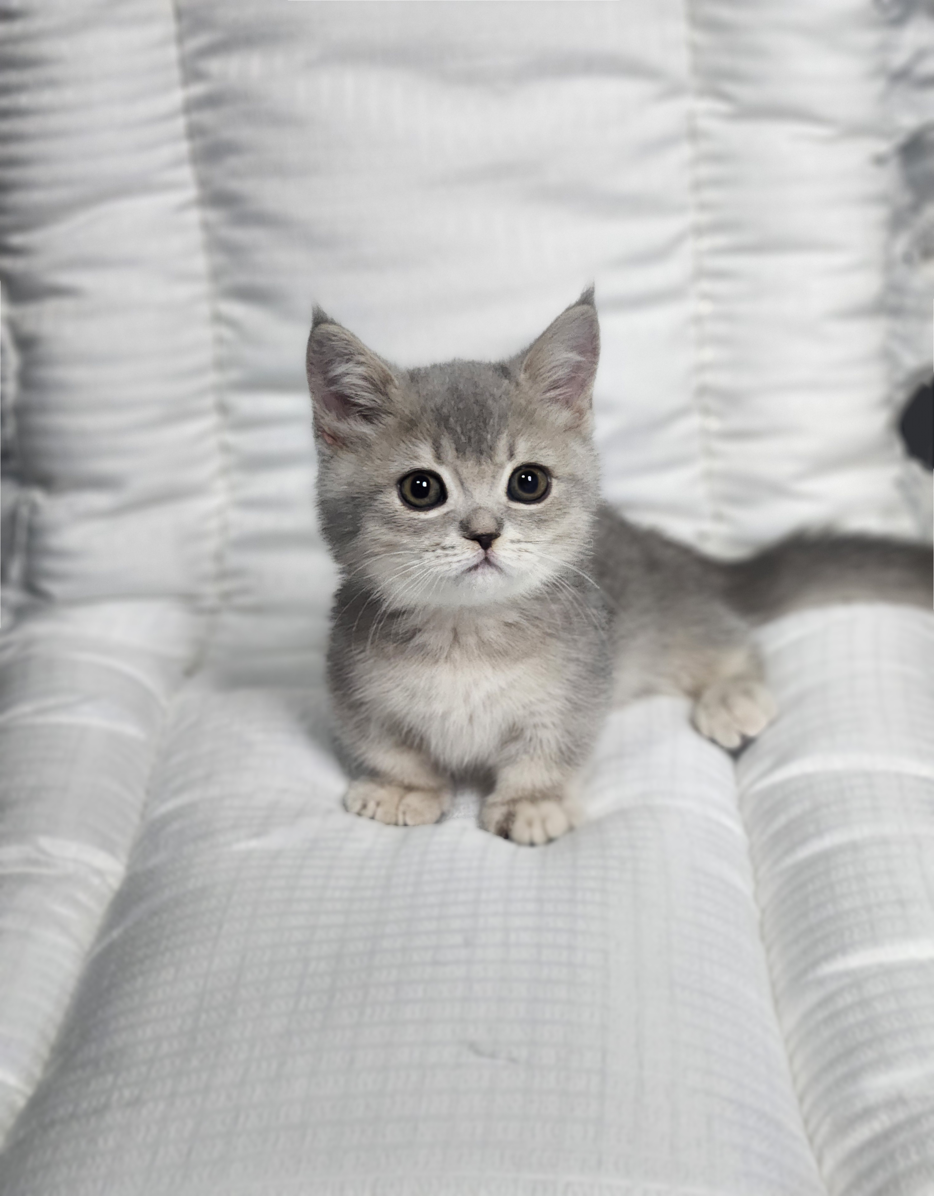 먼치킨 입양합니다