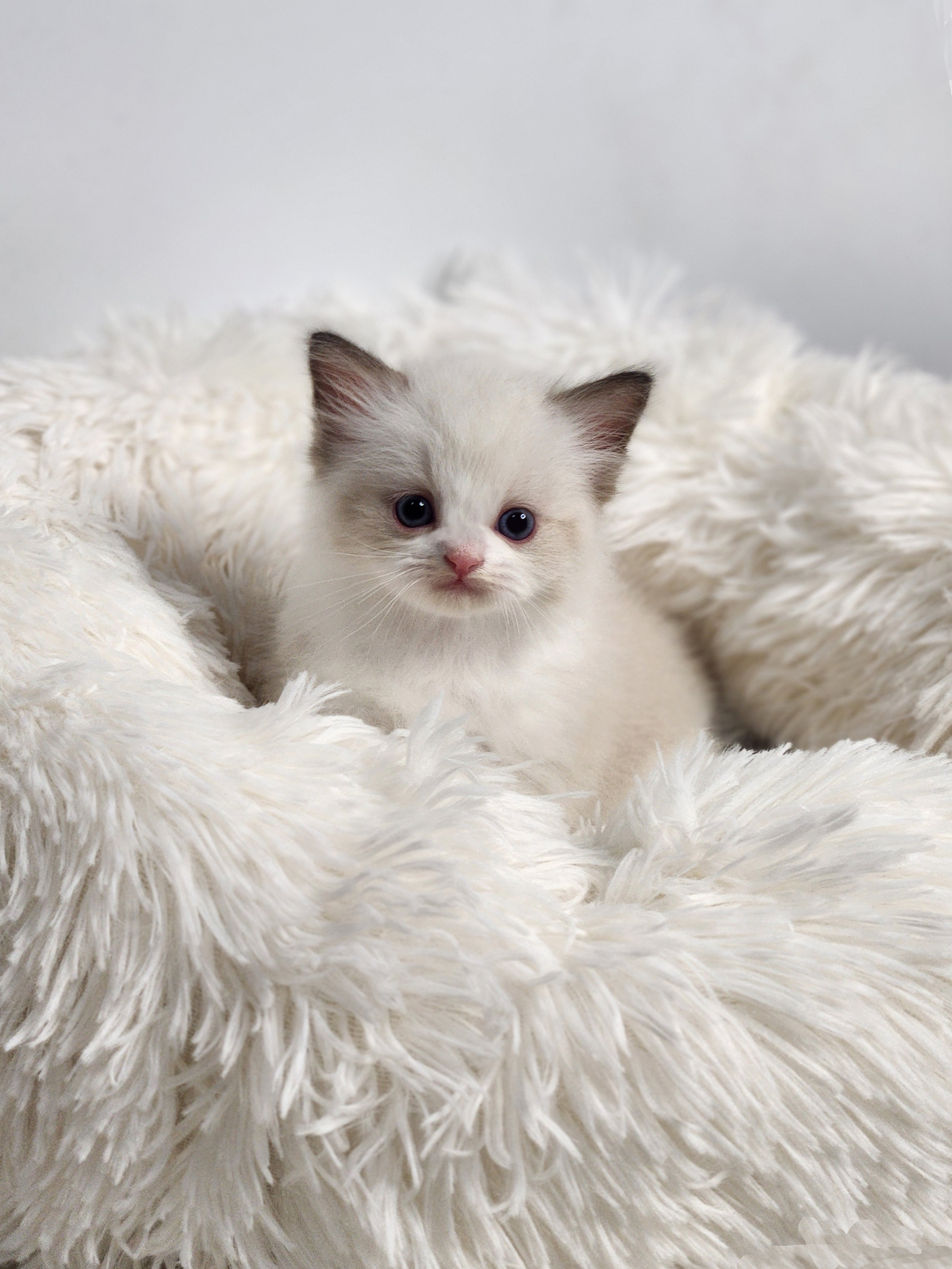 렉돌 입양합니다