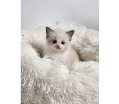 렉돌 입양합니다