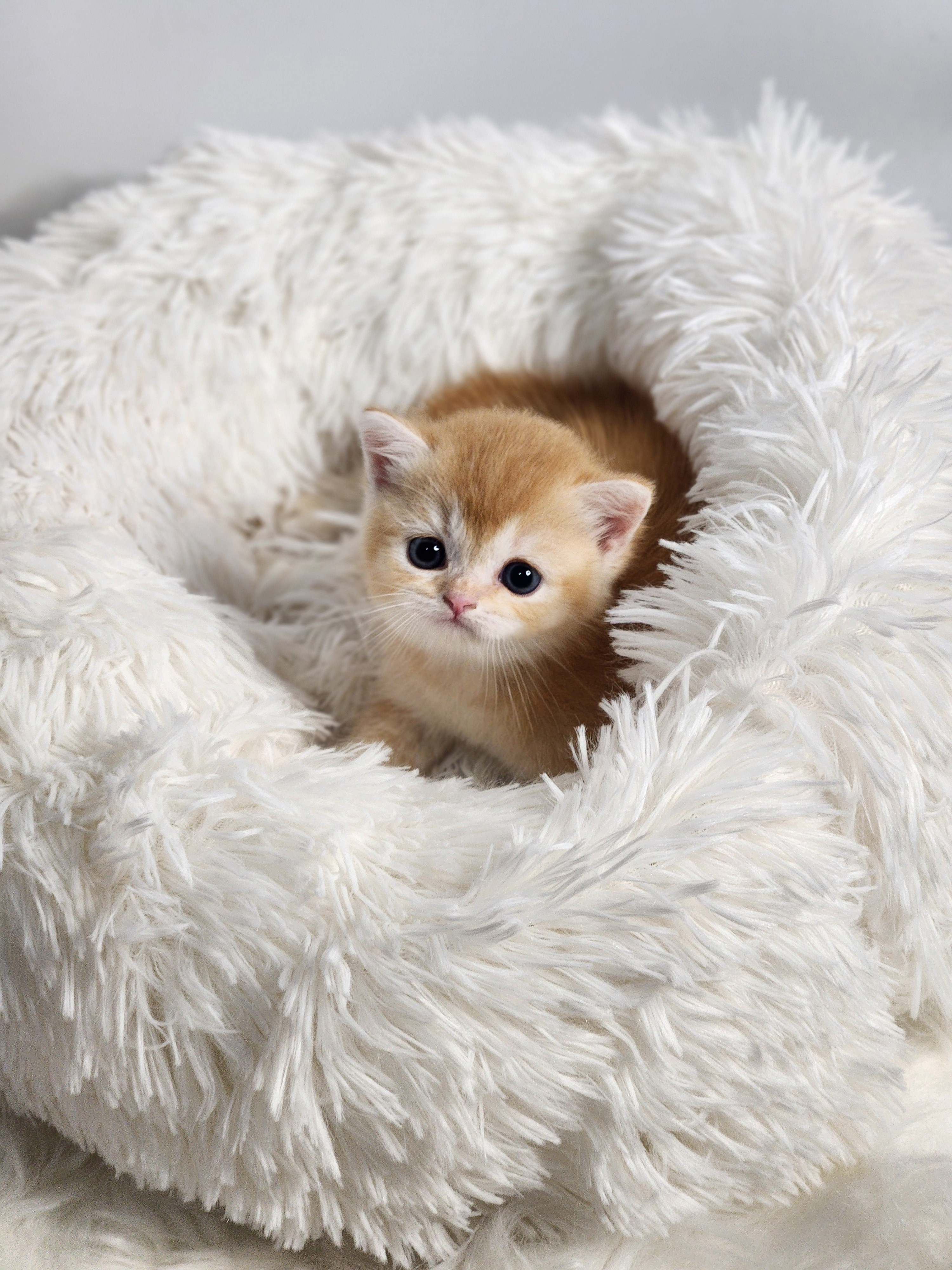 브리티쉬숏헤어 입양합니다