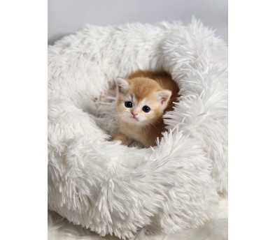 브리티쉬숏헤어 입양합니다