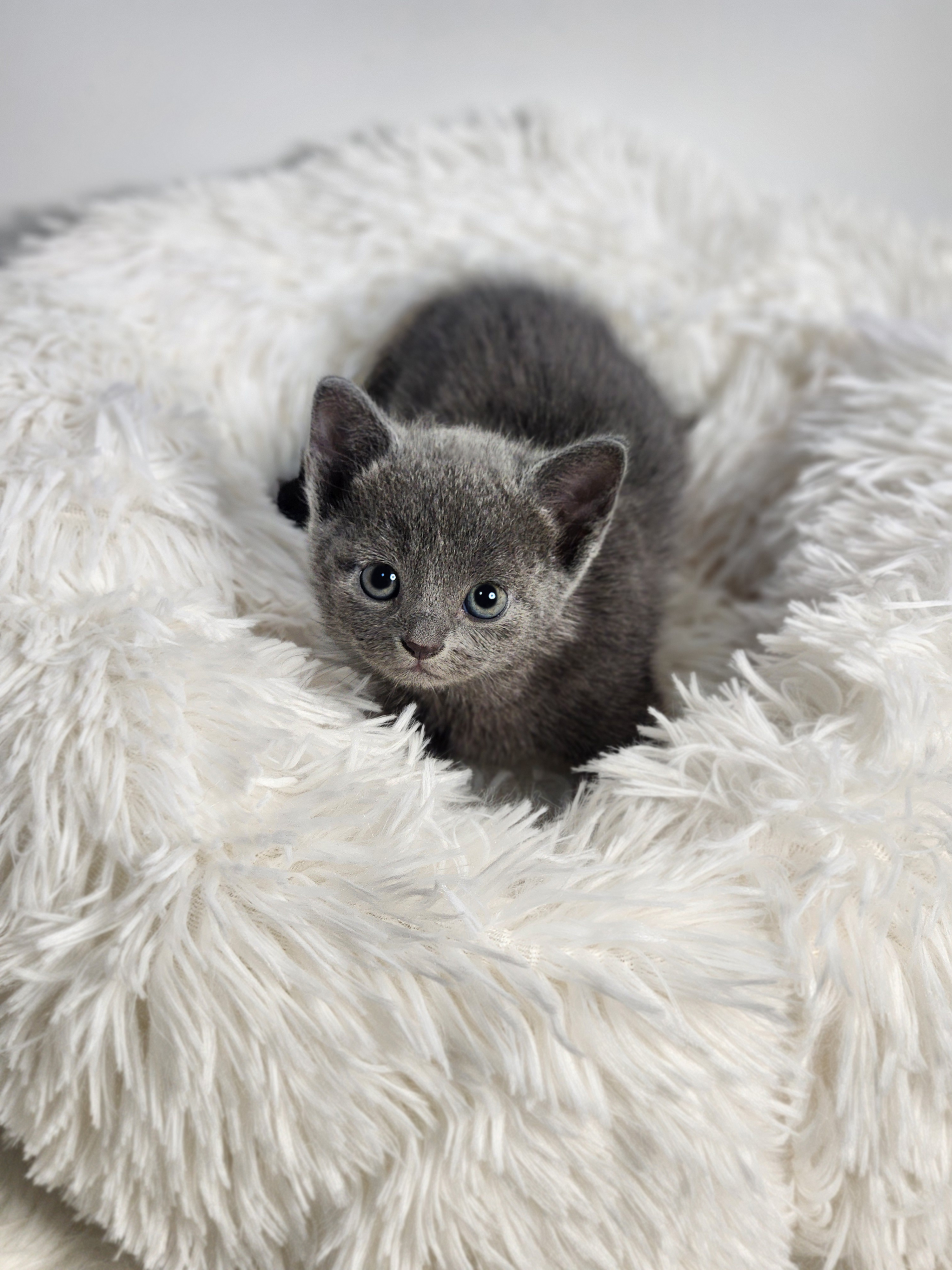 러시안블루 입양합니다