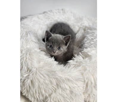 러시안블루 입양합니다