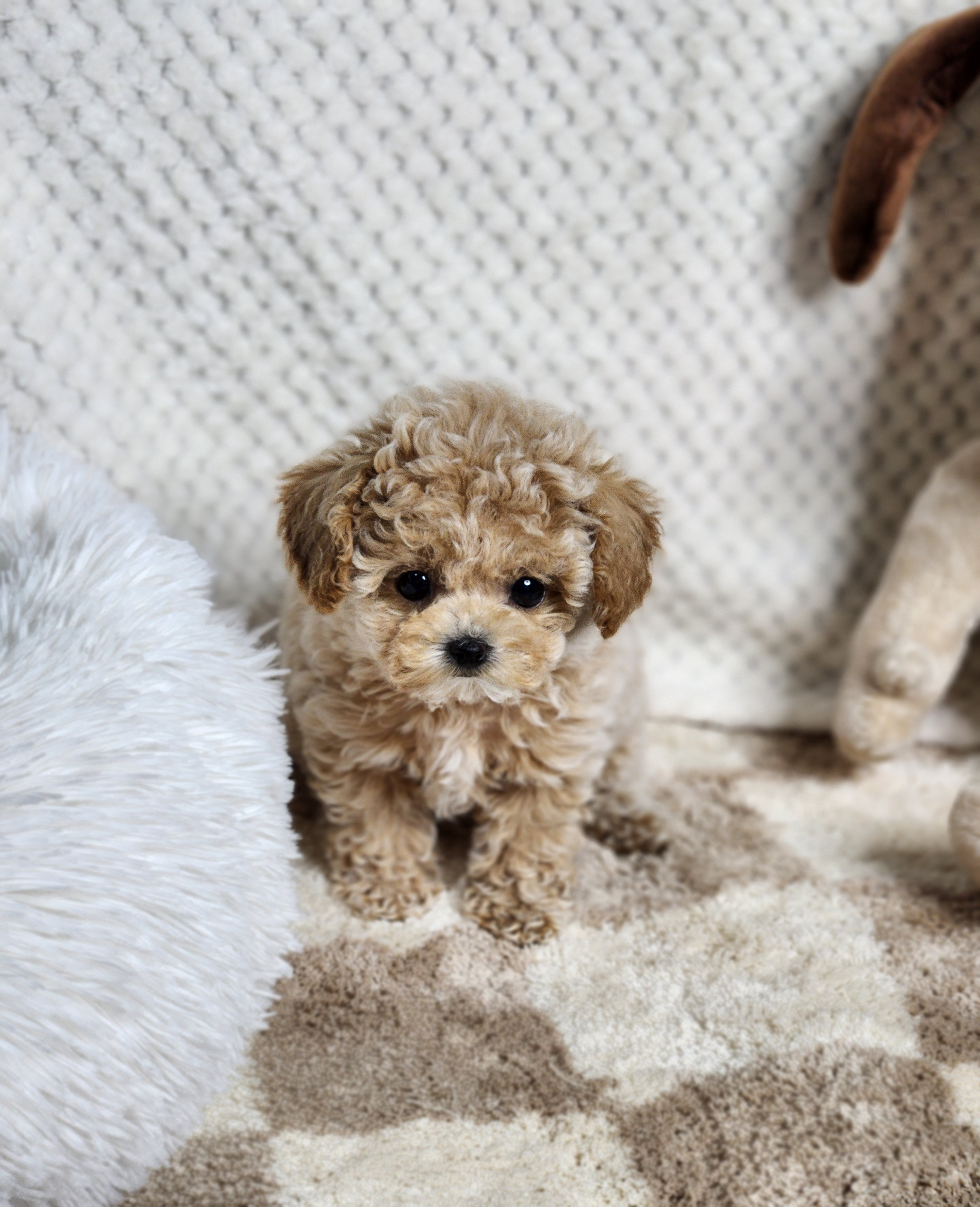 토이푸들 입양합니다