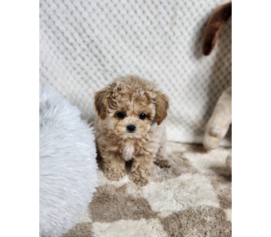 토이푸들 입양합니다