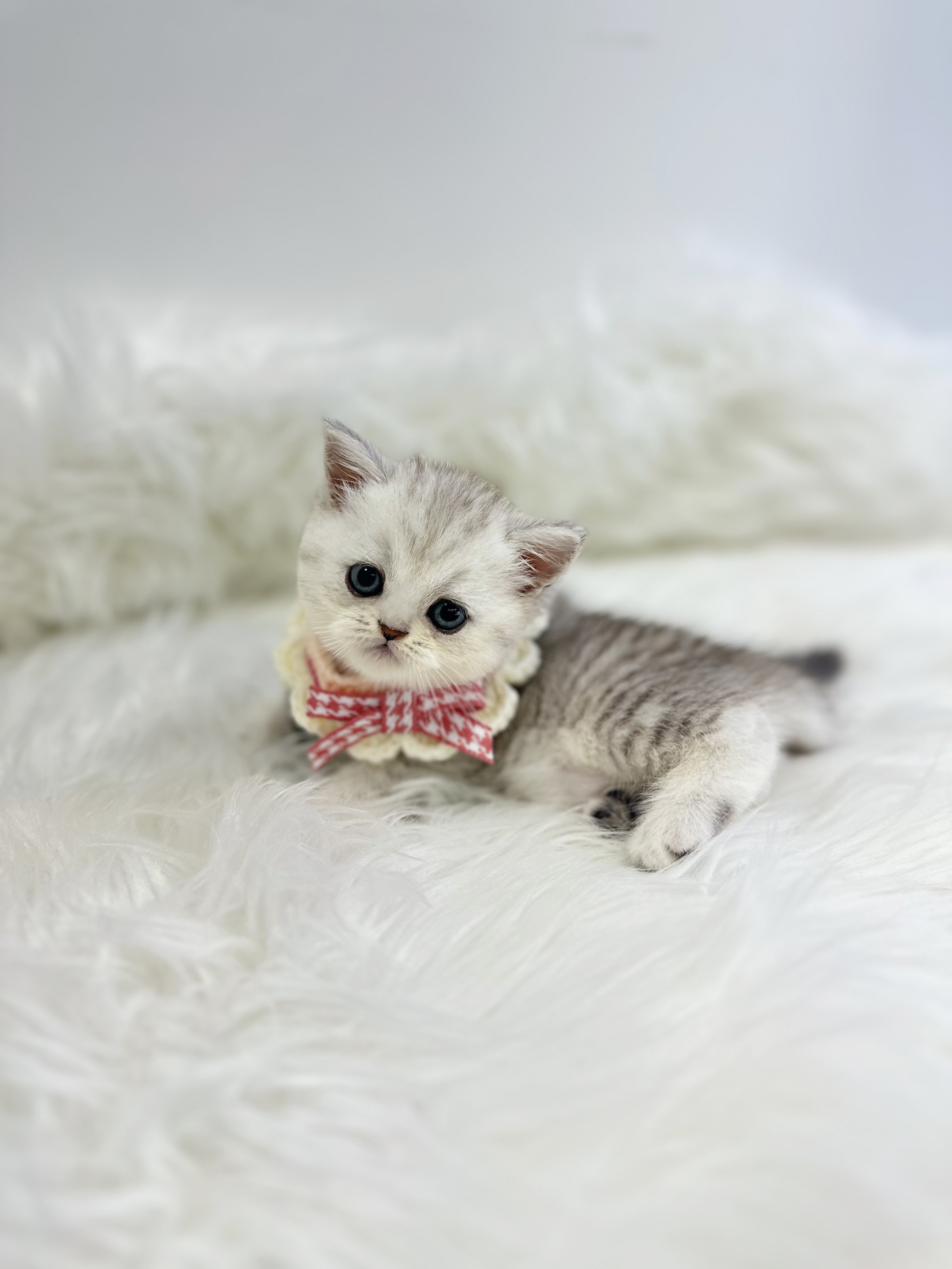 브리티쉬숏헤어 입양합니다