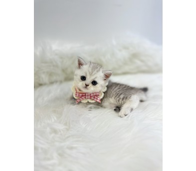 브리티쉬숏헤어 입양합니다