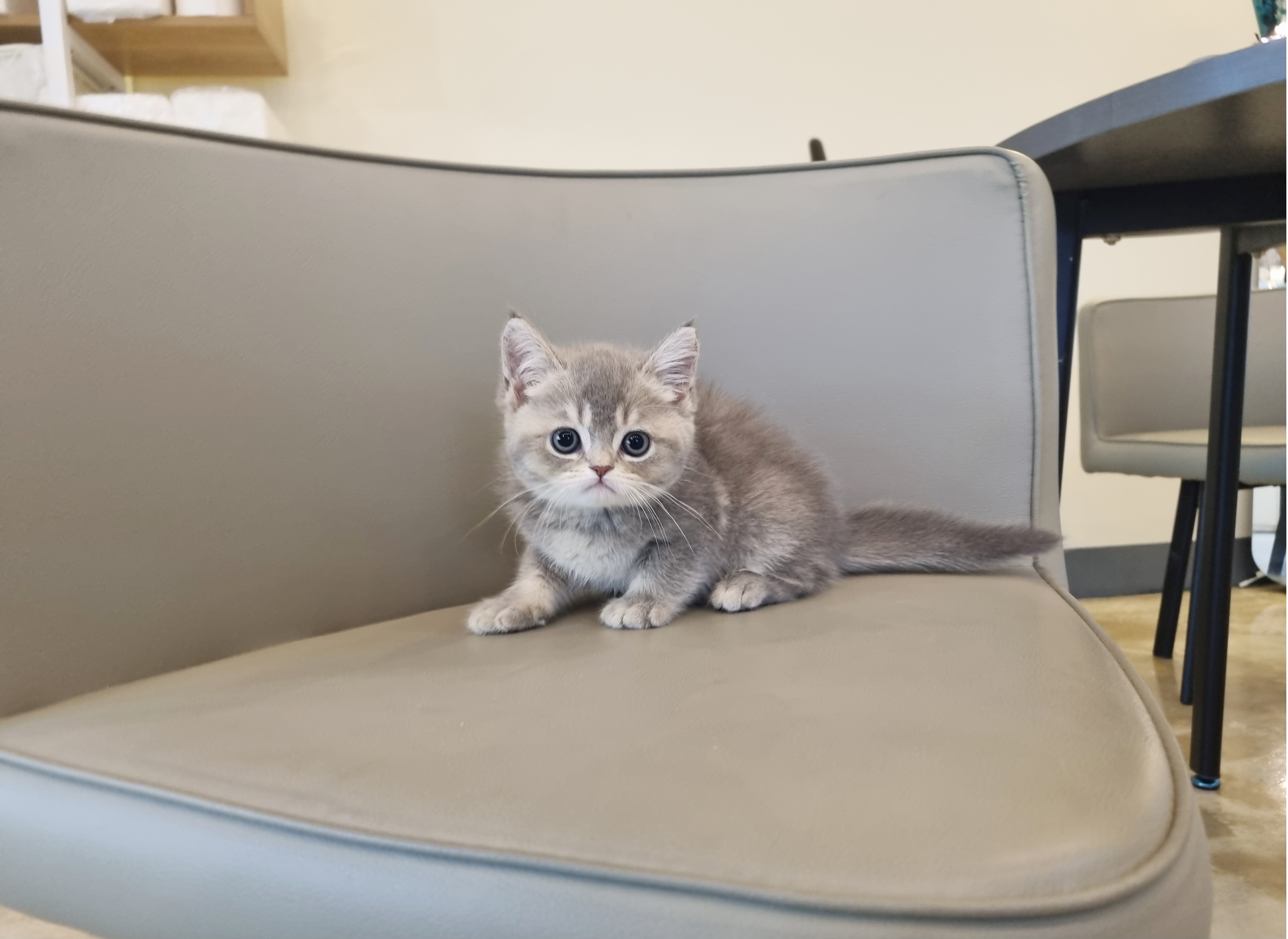 브리티쉬숏헤어 입양합니다