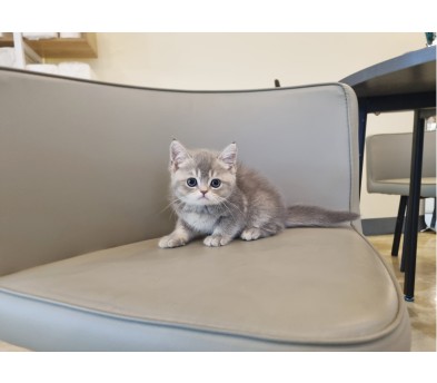 브리티쉬숏헤어 입양합니다