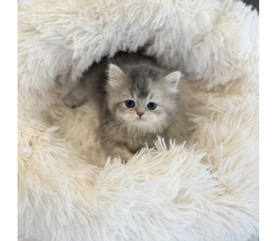 브리티쉬숏헤어 입양합니다