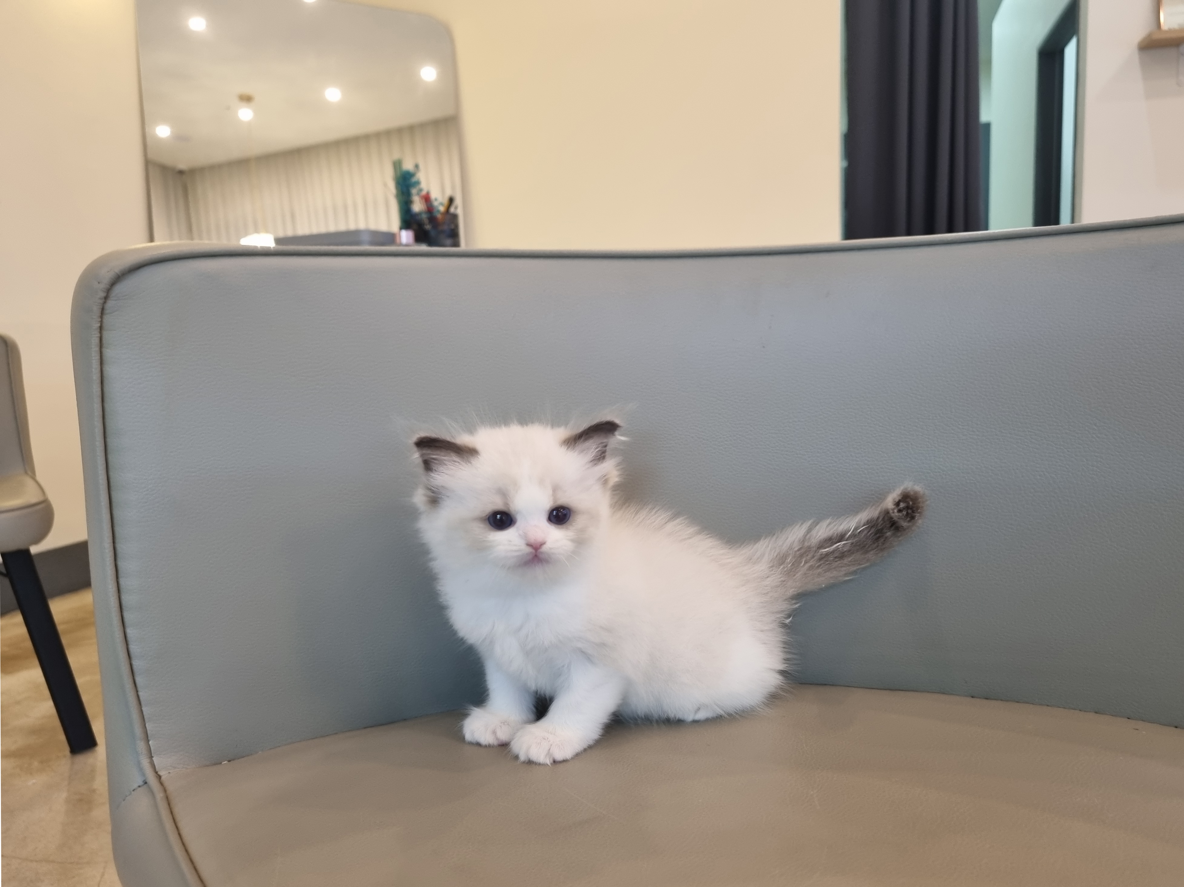 렉돌 입양합니다