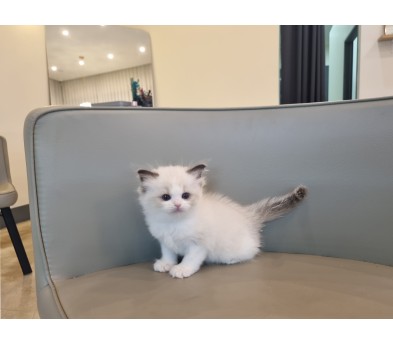 렉돌 입양합니다