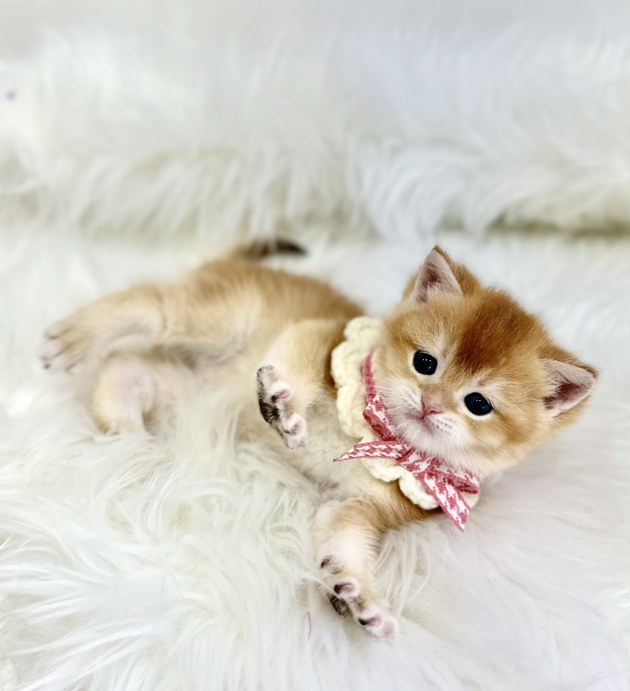 브리티쉬숏헤어 입양합니다