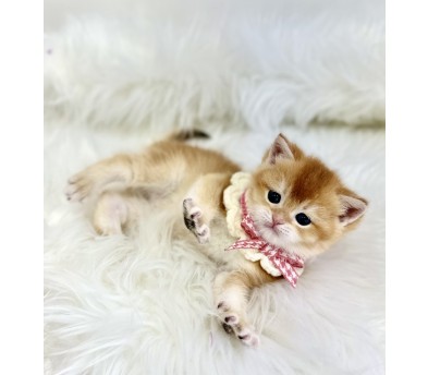 브리티쉬숏헤어 입양합니다