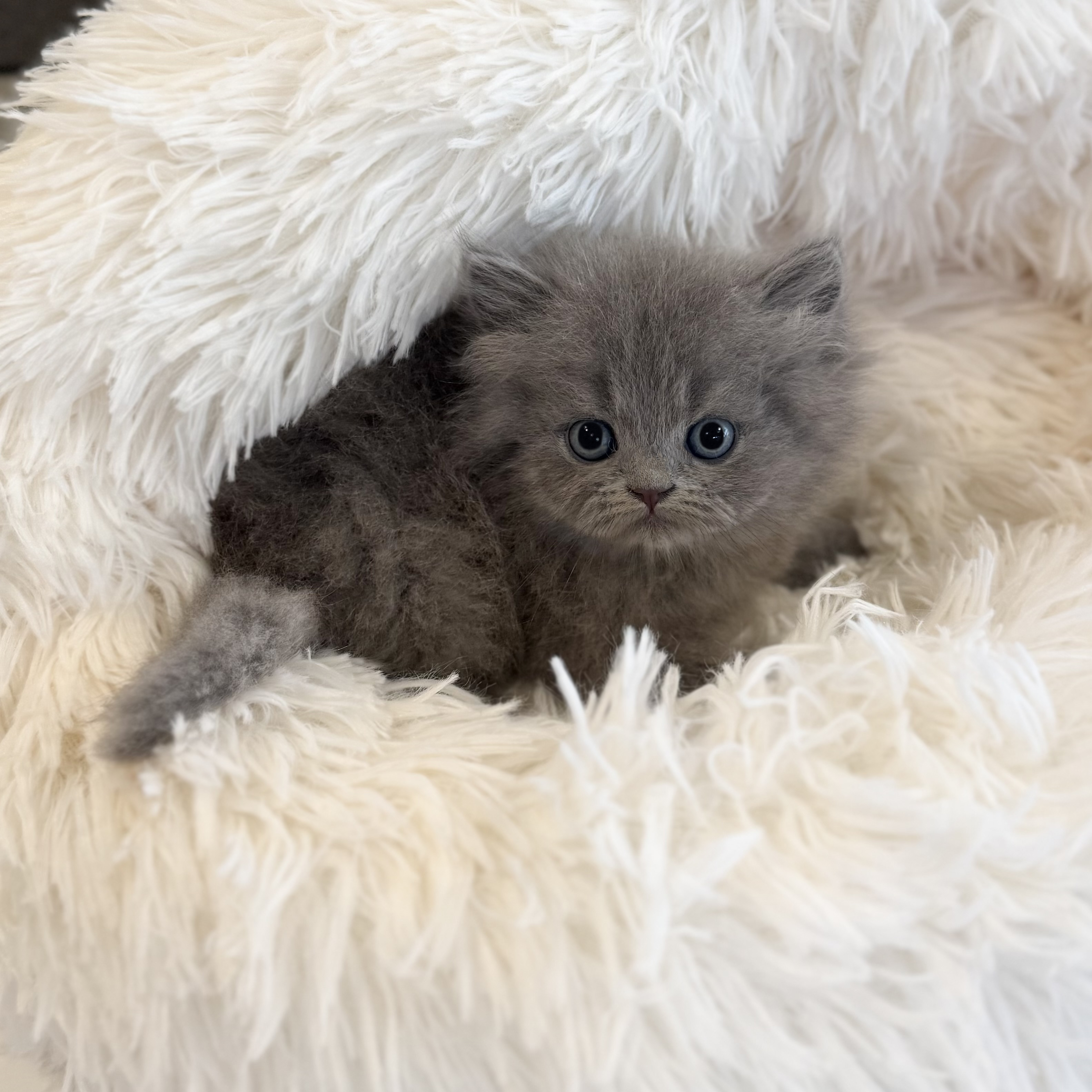 페르시안 입양합니다