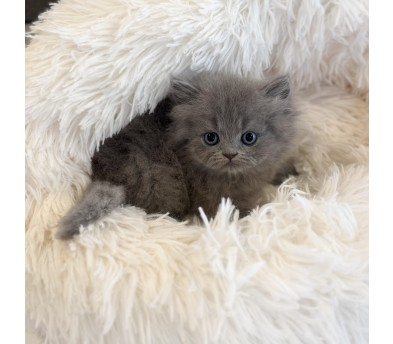 페르시안 입양합니다