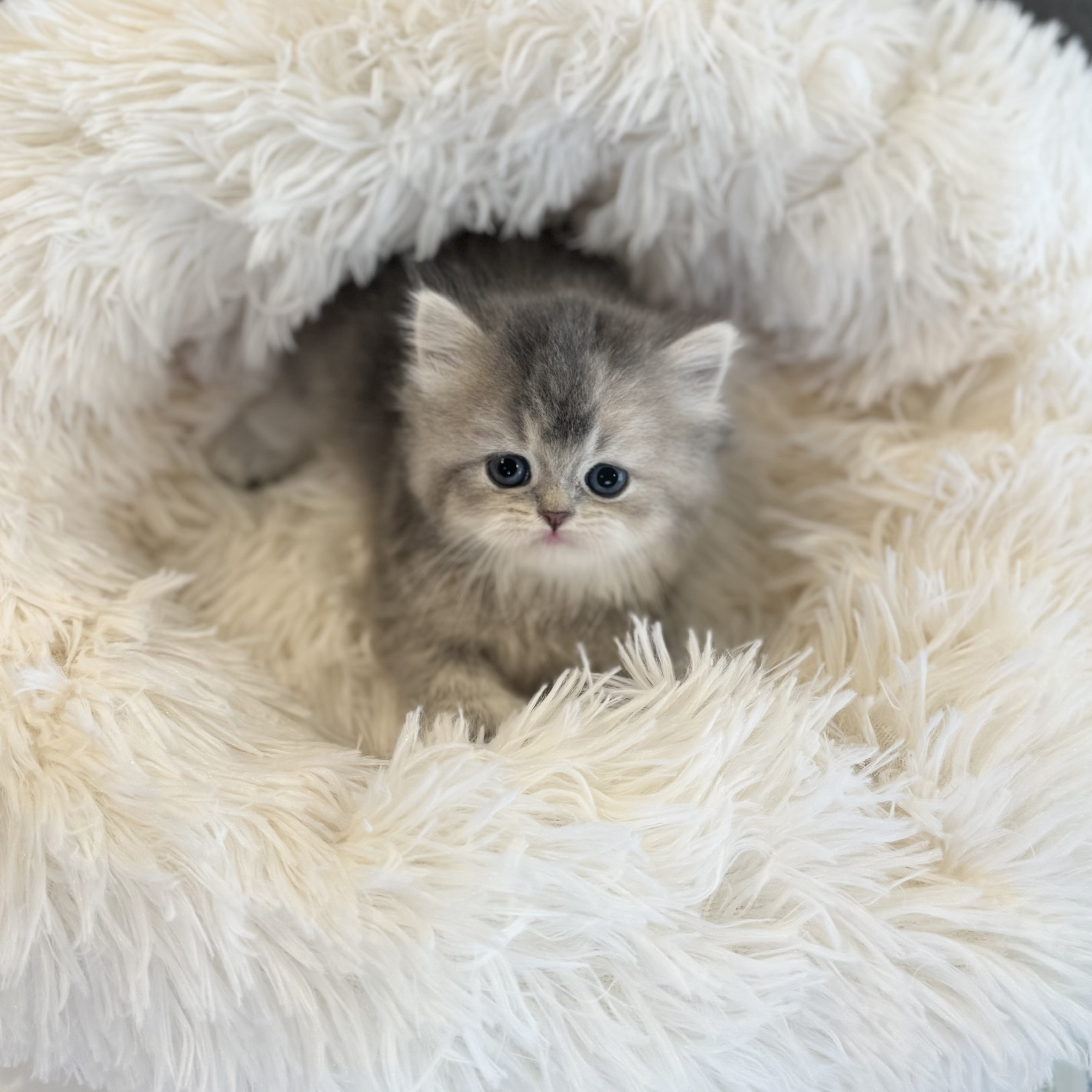 브리티쉬숏헤어 입양합니다