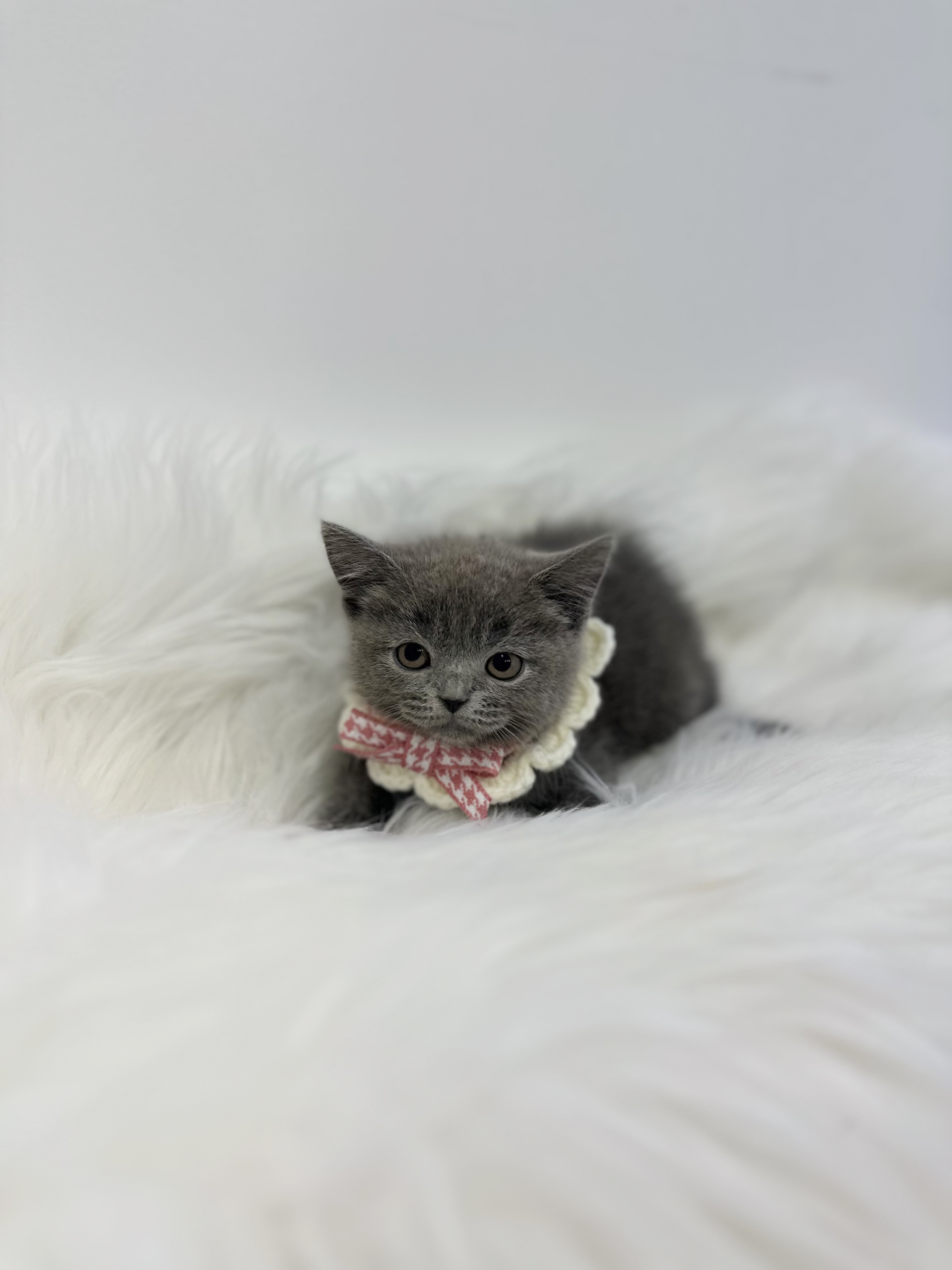 러시안블루 입양합니다