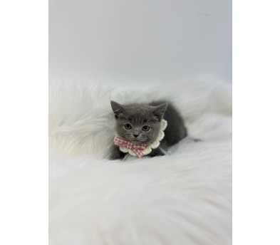 러시안블루 입양합니다