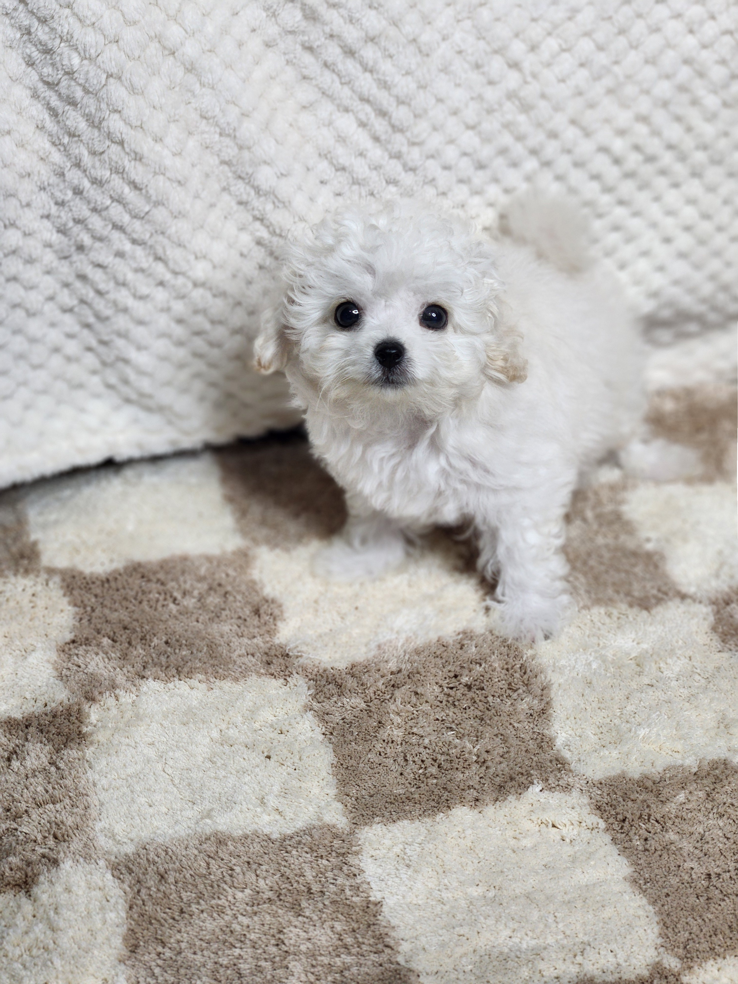 미니비숑 입양합니다