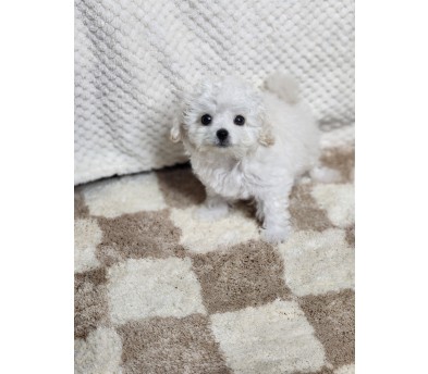 미니비숑 입양합니다