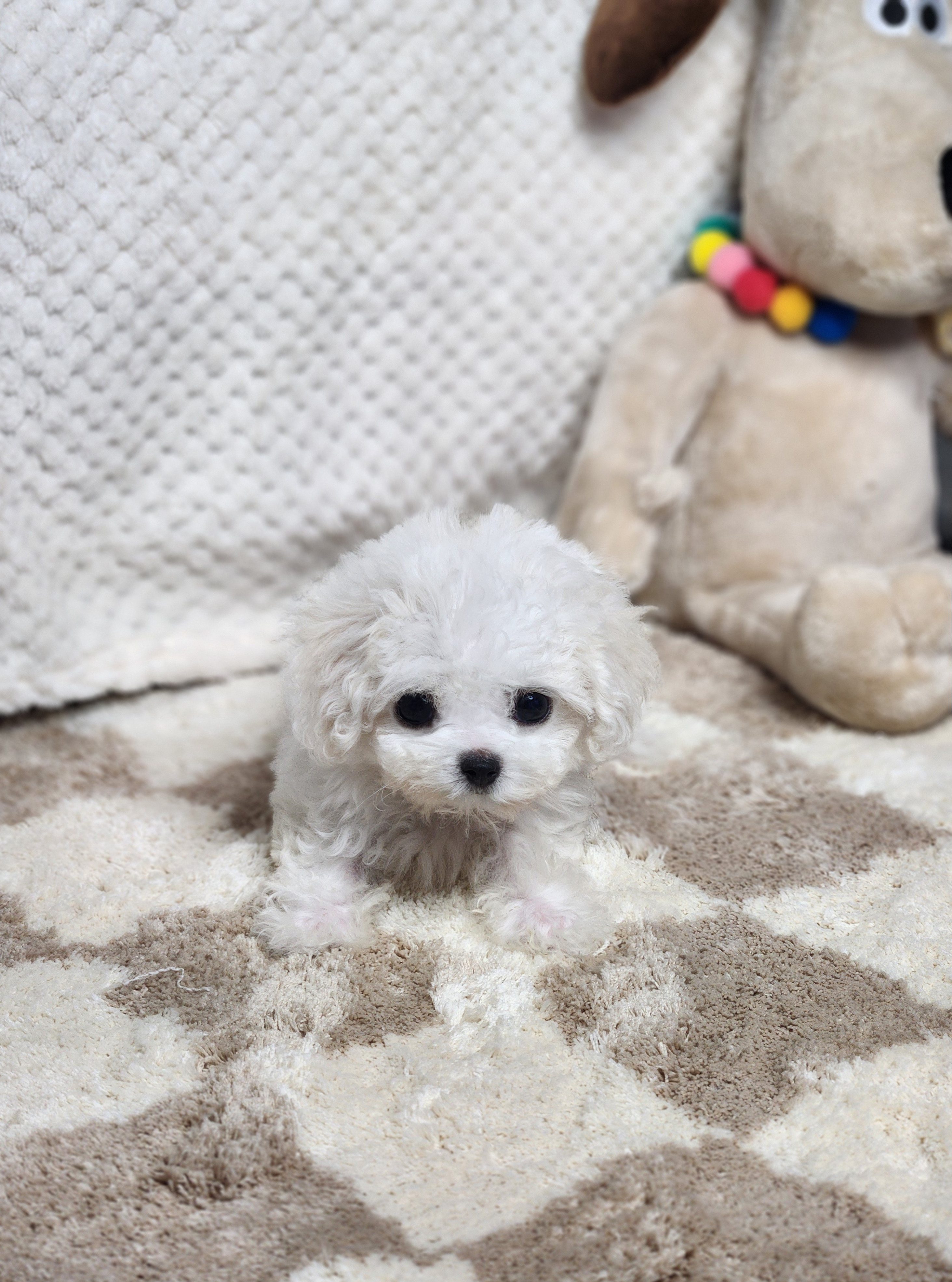 미니비숑 입양합니다