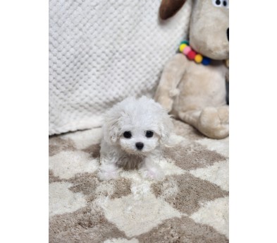 미니비숑 입양합니다