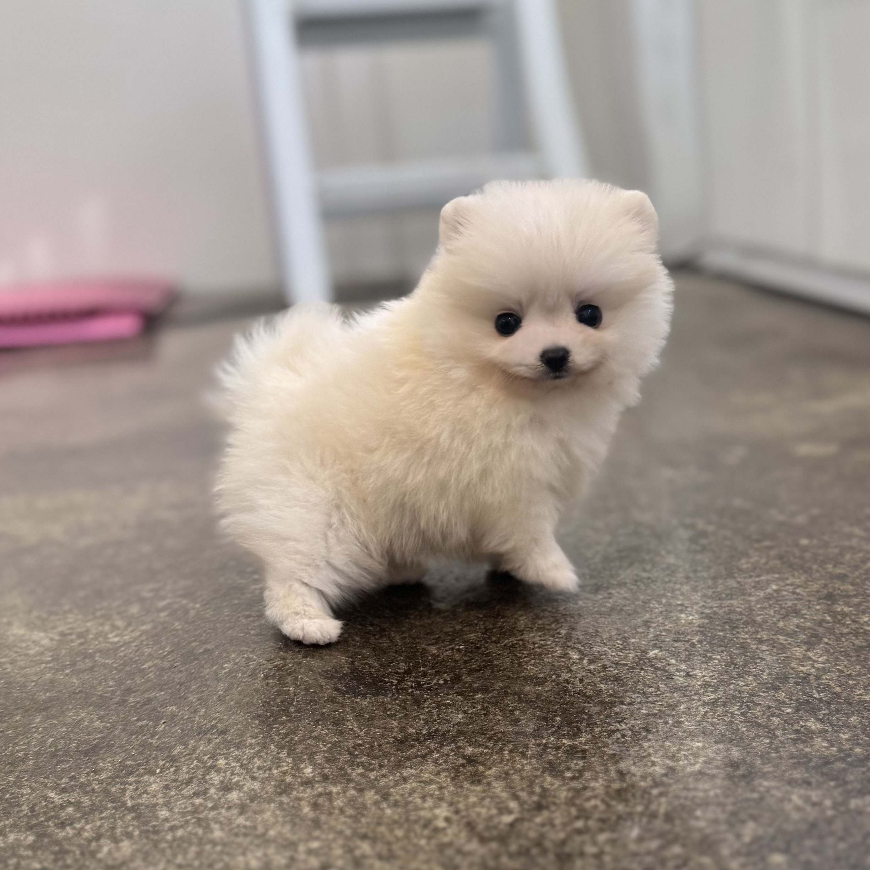 포메라니안 입양합니다